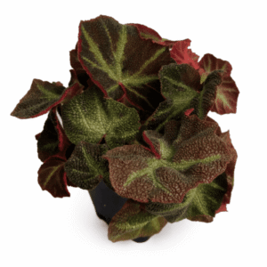 Begonia solimutata