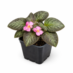 Episcia cupreata ‘Pink Panther’