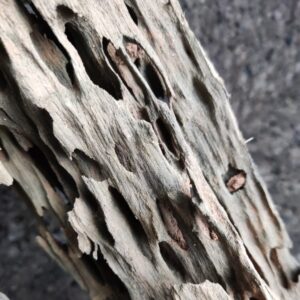 DRAGONWOOD - Imagen 3