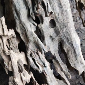 DRAGONWOOD