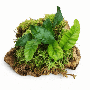 Humata heterophylla en bornizo