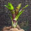 Neoregelia Blusching Tiger
