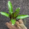 Neoregelia Blusching Tiger - Imagen 2