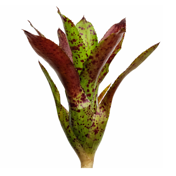 Neoregelia Cheers