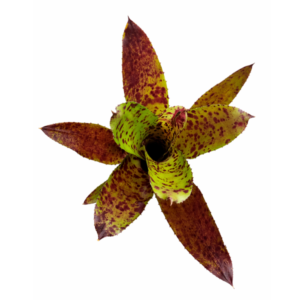 Neoregelia Cheers