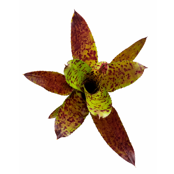 Neoregelia Cheers - Imagen 2