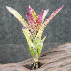 Neoregelia Cheers