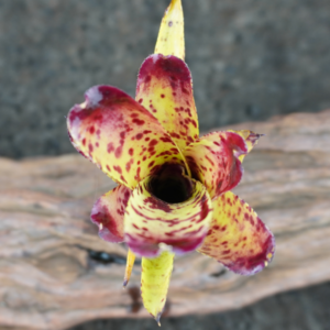 Neoregelia Cheers