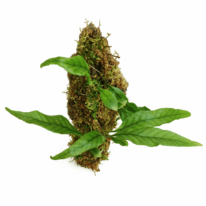 Pyrrosia lingua en bornizo