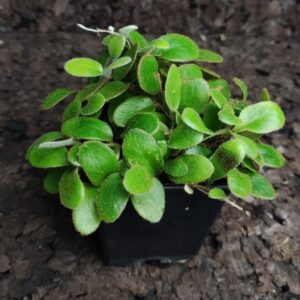 Pyrrosia nummularifolia