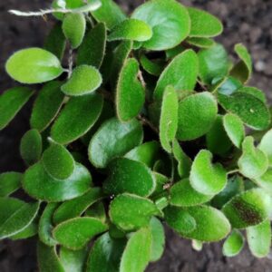 Pyrrosia nummularifolia