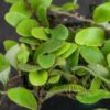 Pyrrosia nummularifolia - Imagen 2