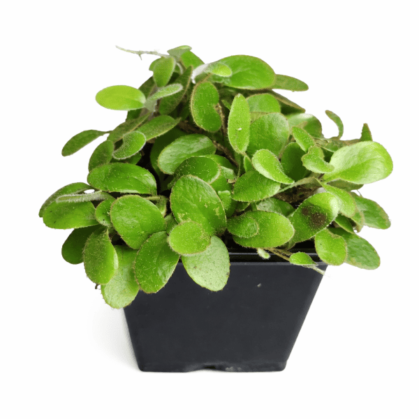 Pyrrosia nummularifolia