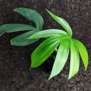 Rhaphidophora decursiva