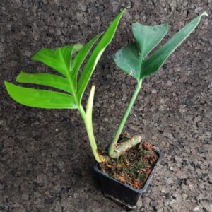 Rhaphidophora decursiva