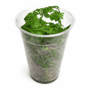 Selaginella uncinata