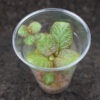 Episcia cupreata 'Pink Panther' - Imagen 2