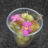 Episcia cupreata 'Pink Panther'