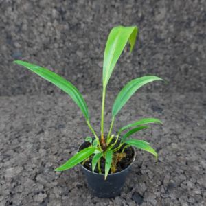 Anthurium bakerii