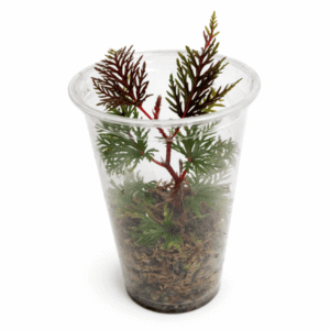 Begonia bippinatifida