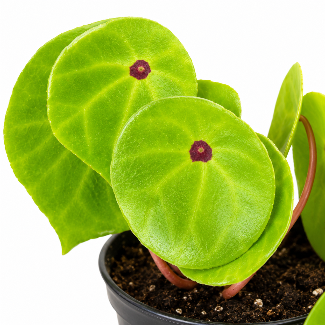 Begonia conchifolia - Imagen 2