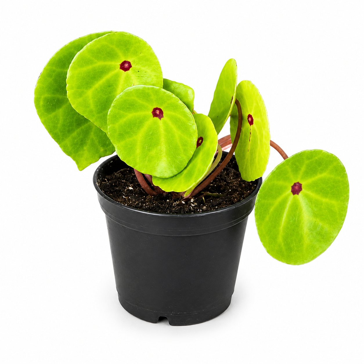 Begonia conchifolia