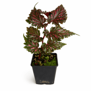 Begonia serratipetala