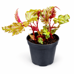 Begonia serratipetala