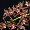 Cymbidium floribundum - Imagen 2