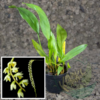 Dendrochilum cobbianum