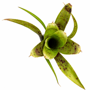 Neoregelia pauciflora