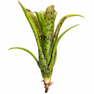 Neoregelia pauciflora