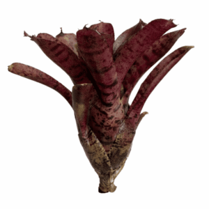 Neoregelia ampullacea hybrid