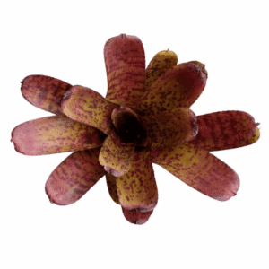 Neoregelia ampullacea hybrid
