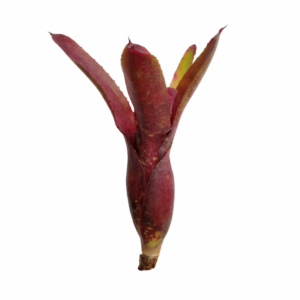 Neoregelia Dark Mood