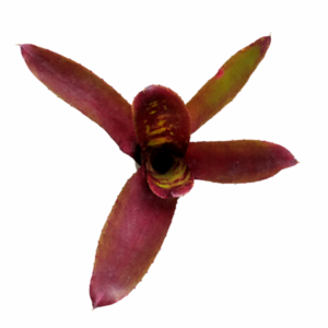 Neoregelia Dark Mood