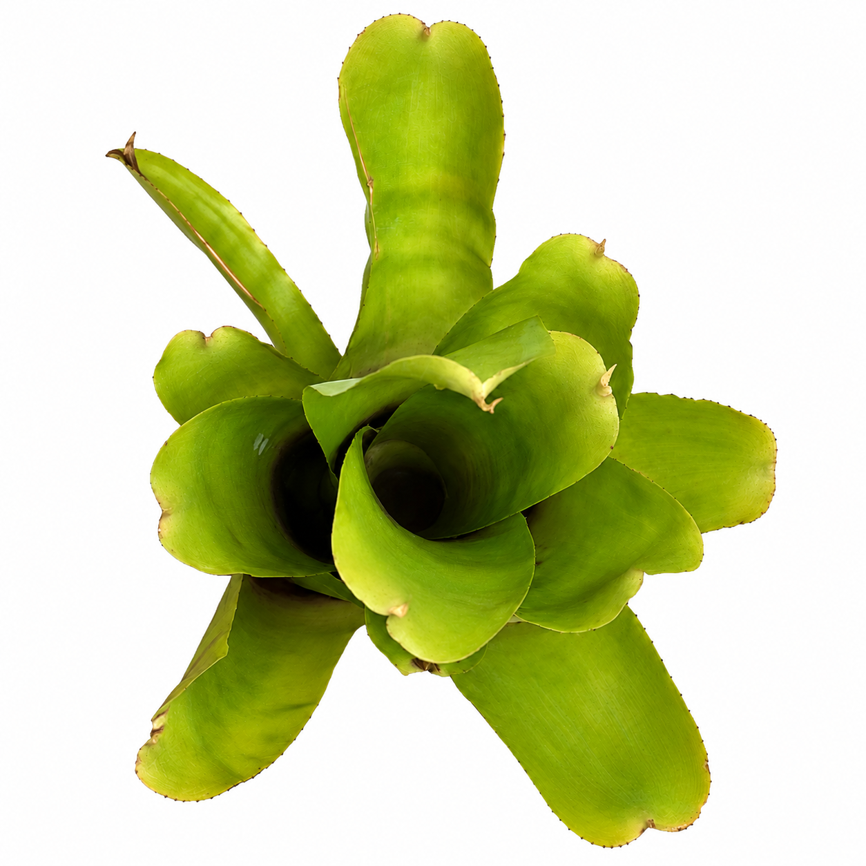 Neoregelia kautskyi x pauciflora - Imagen 2