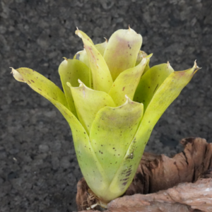 Neoregelia kautskyi x pauciflora