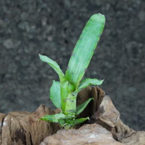 Neoregelia lilliputeana