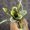 Neoregelia pauciflora - Imagen 2