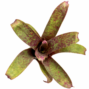 Vriesea saundersii