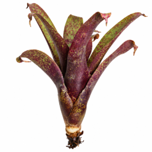 Vriesea saundersii
