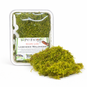 MUSGO DE BOSQUE VIVO