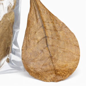 HOJAS DE TERMINALIA CATAPPA