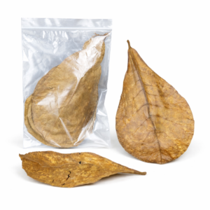 HOJAS DE TERMINALIA CATAPPA