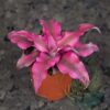 Cryptanthus bivittatus