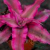 Cryptanthus bivittatus - Imagen 2