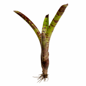 Neoregelia guacamole