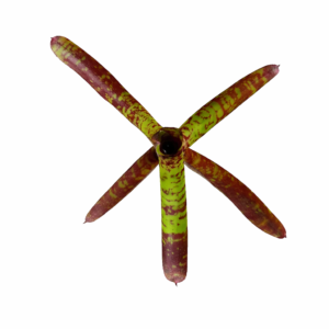 Neoregelia guacamole