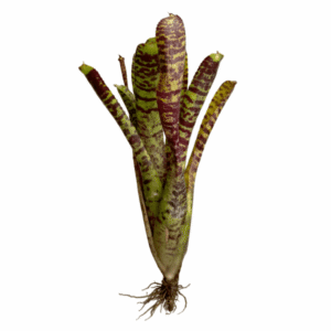 Neoregelia Tiger cub